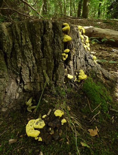 Developing fruit bodies on a pine stump in Brentwood, UK.